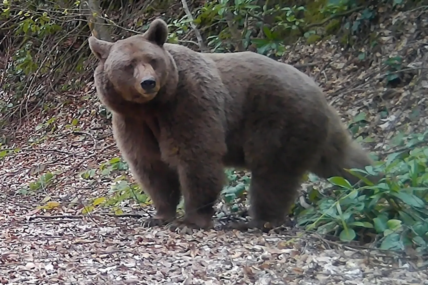 Sakarya'da fotokapanlarla yaban hayatı kayıt altına alınıyor