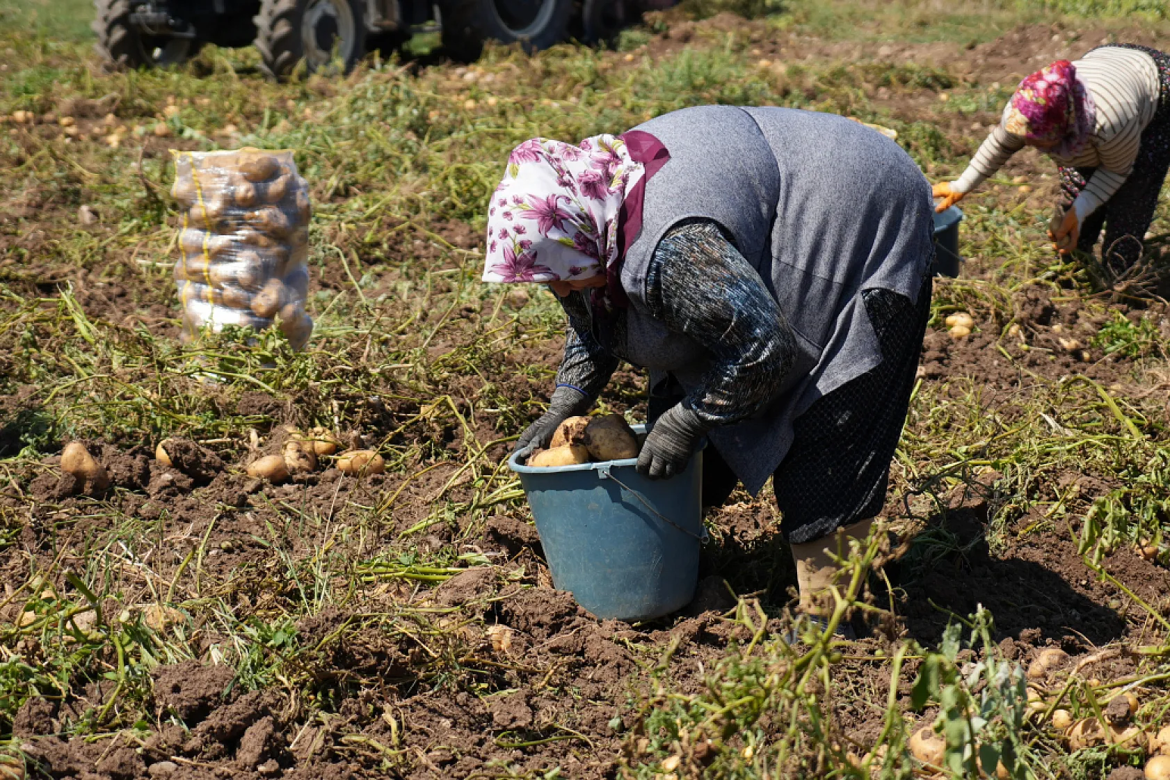Bolu'da patates hasadı başladı, fiyat tarladan tezgaha yükseliyor