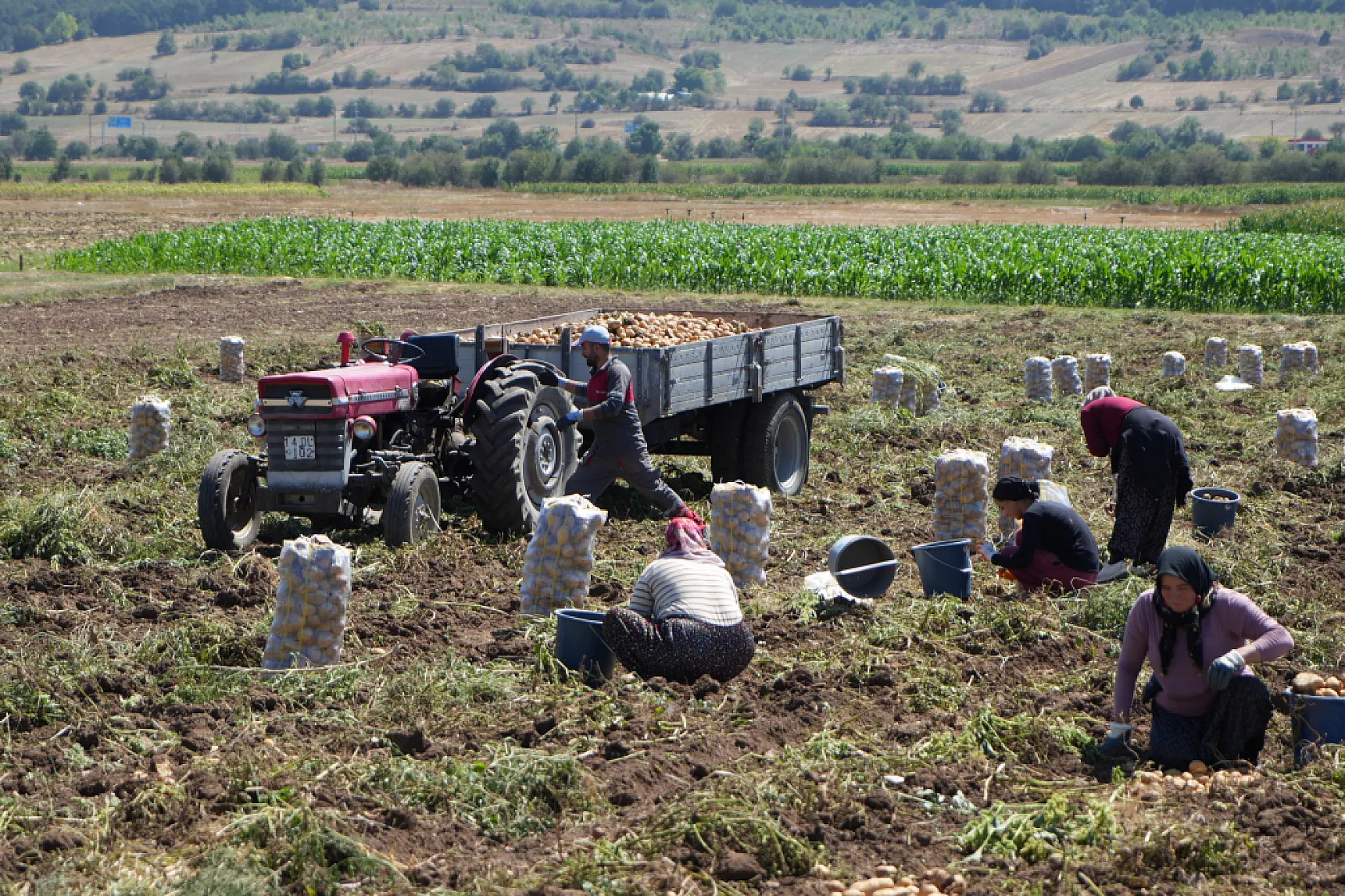 Bolu'da patates hasadı başladı, fiyat tarladan tezgaha yükseliyor