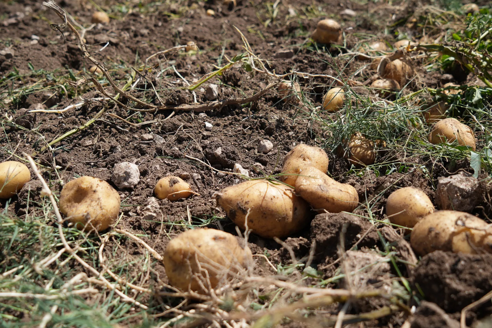 Bolu'da patates hasadı başladı, fiyat tarladan tezgaha yükseliyor