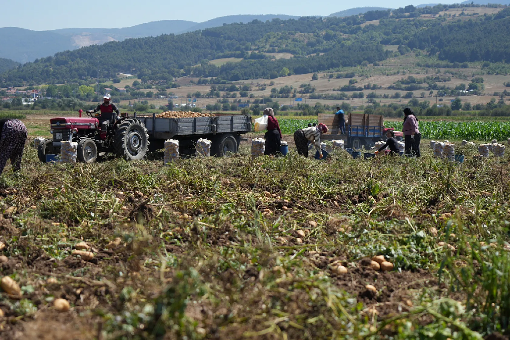 Bolu'da patates hasadı başladı, fiyat tarladan tezgaha yükseliyor