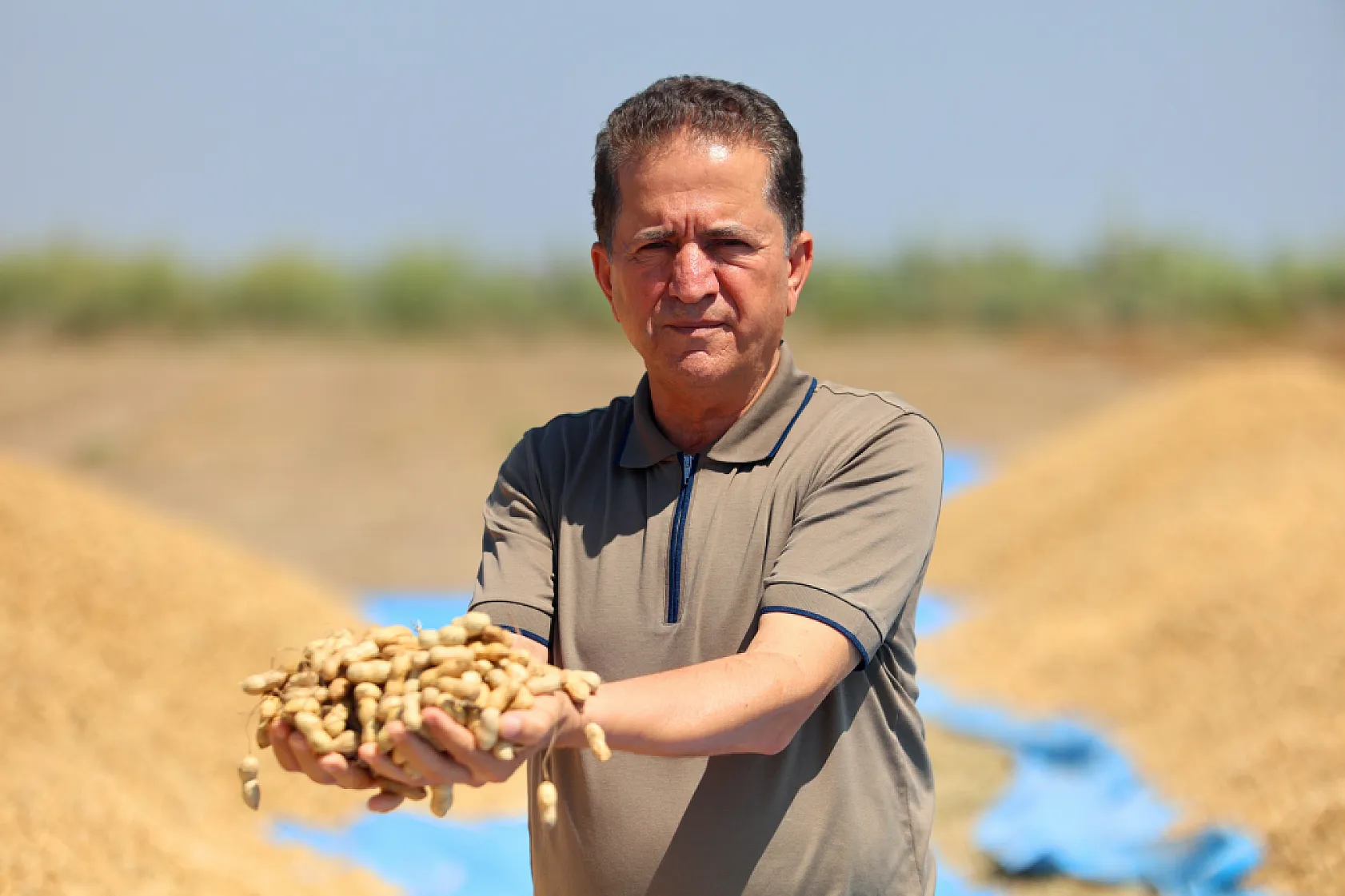 Adana'da yer fıstığında hasat başladı