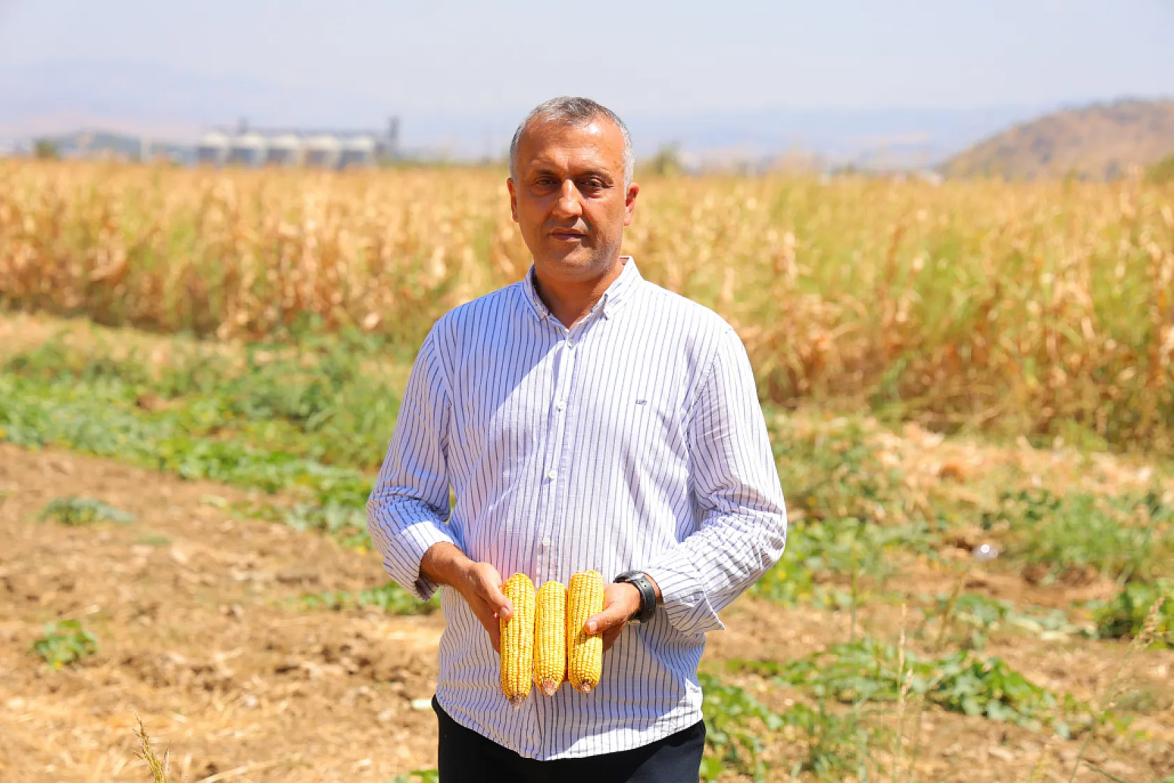 Kahramanmaraş'ta mısır tarlalarında hasat mesaisi
