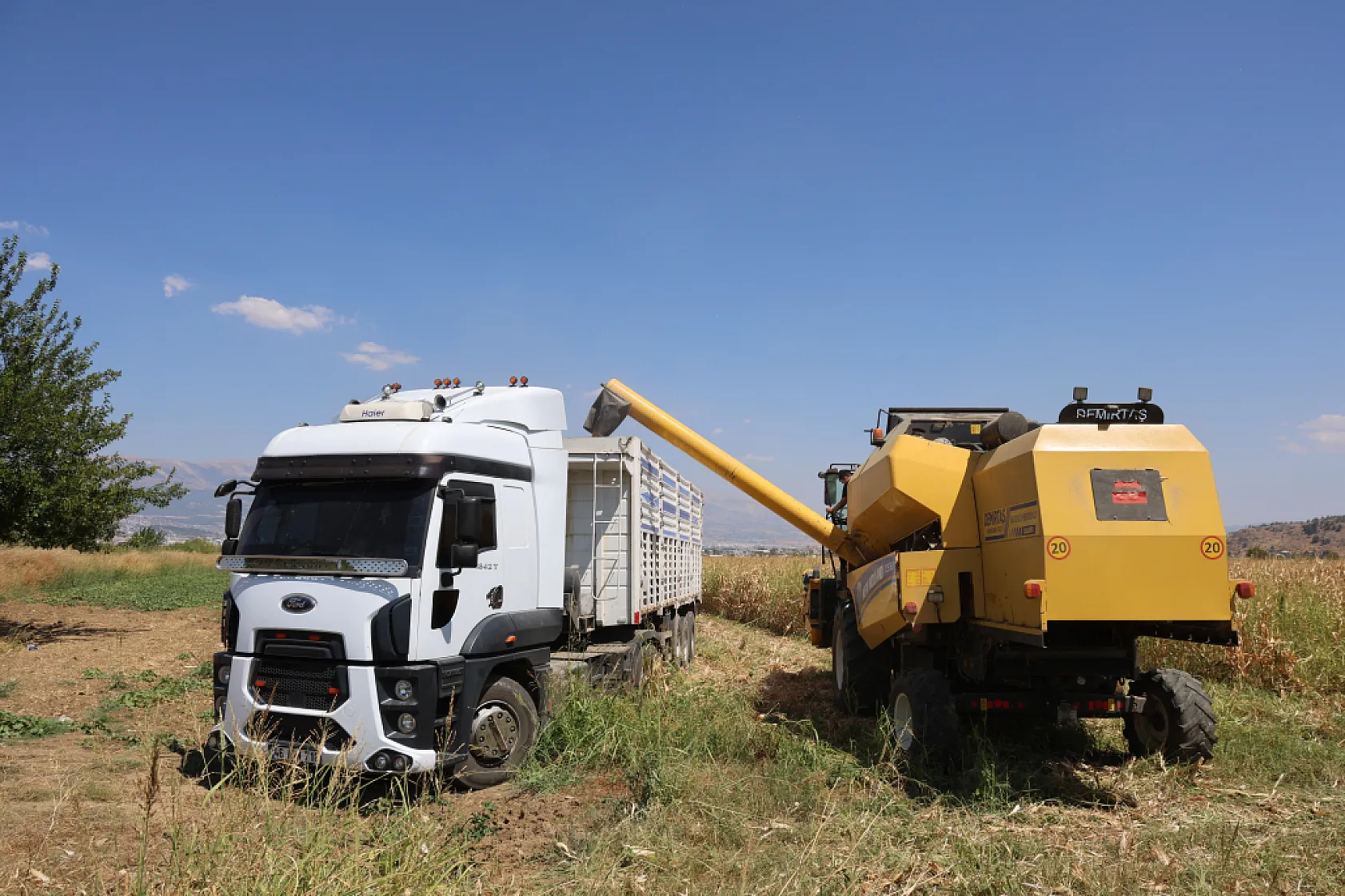 Kahramanmaraş'ta mısır tarlalarında hasat mesaisi