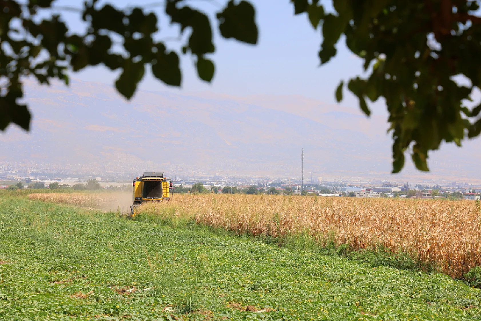 Kahramanmaraş'ta mısır tarlalarında hasat mesaisi