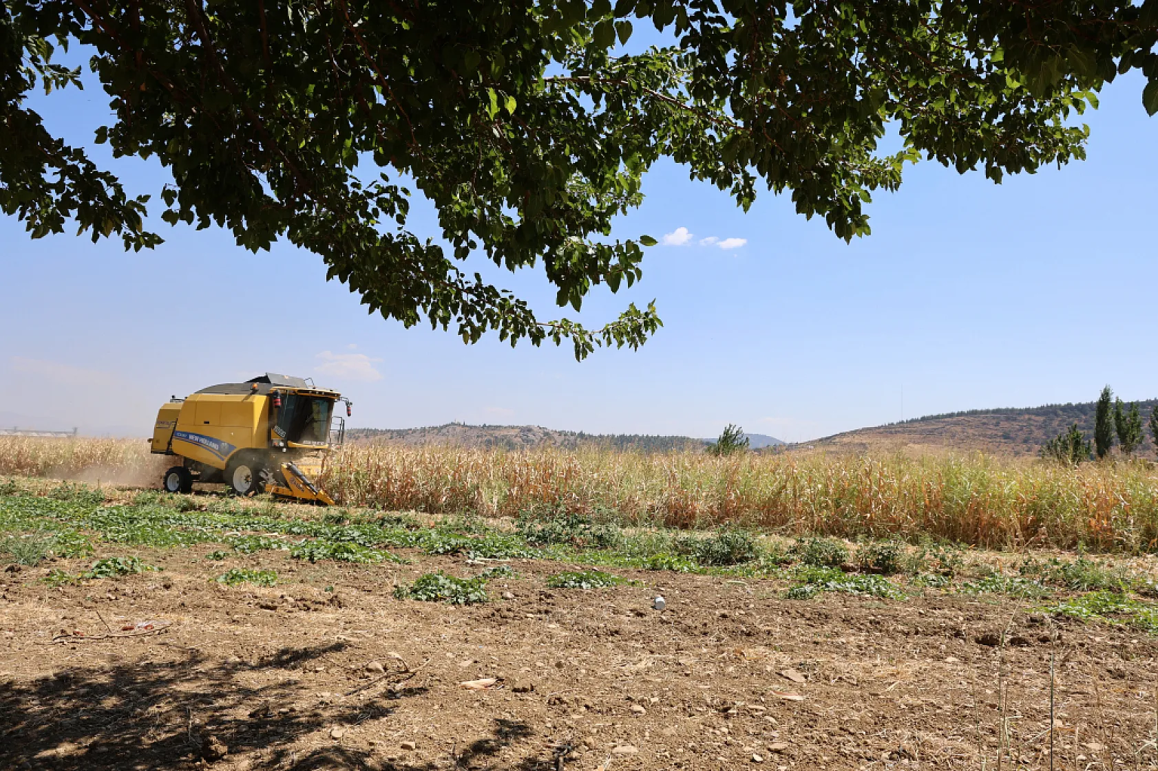 Kahramanmaraş'ta mısır tarlalarında hasat mesaisi