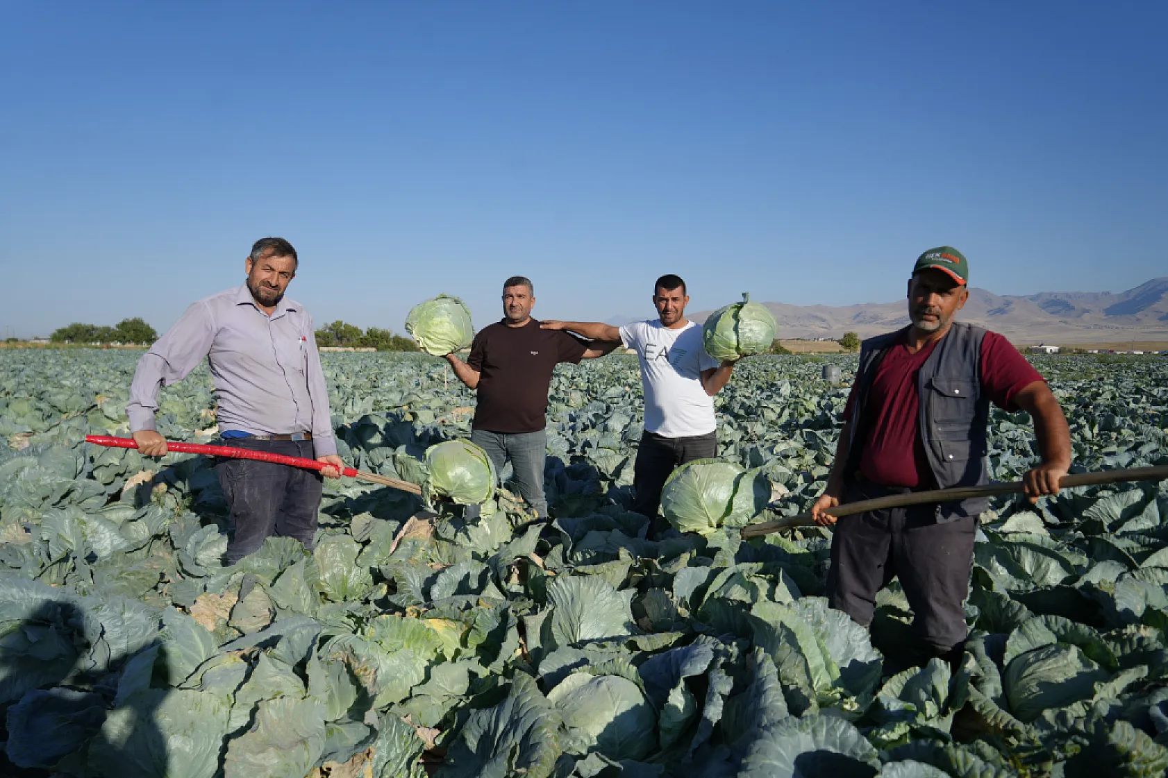 Niğde'de beyaz lahana tarlalarında hasat başladı