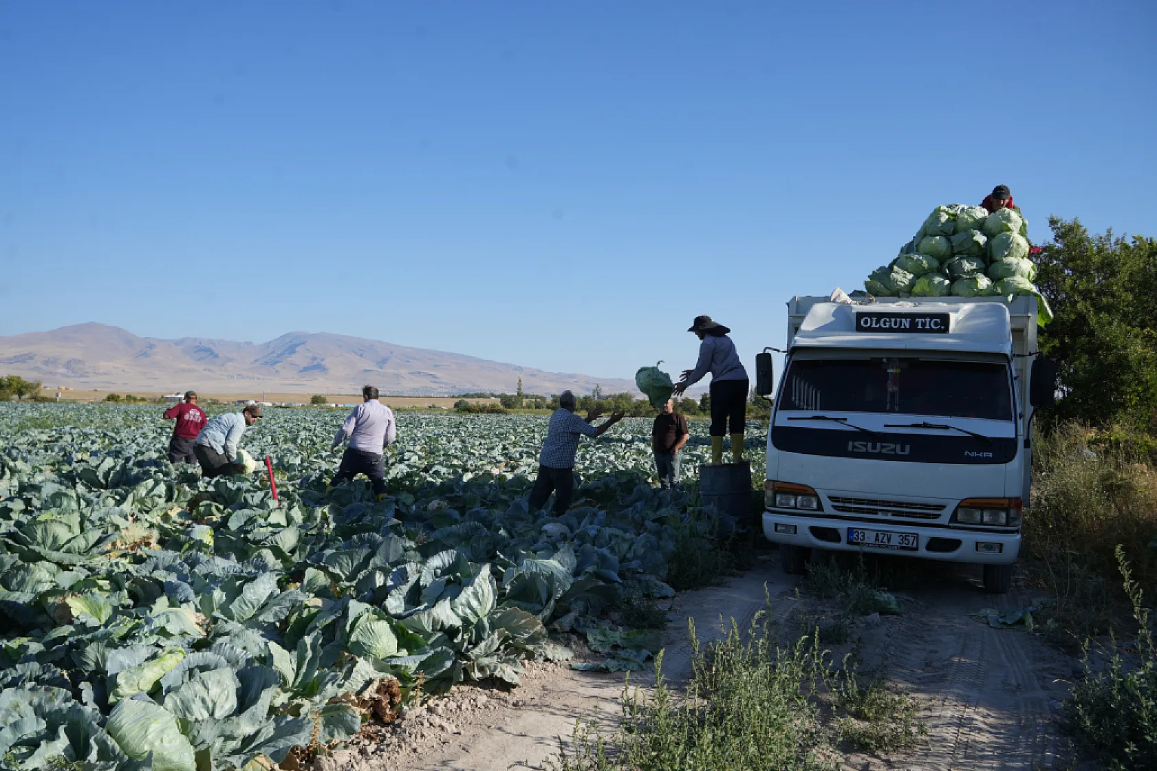 Niğde'de beyaz lahana tarlalarında hasat başladı