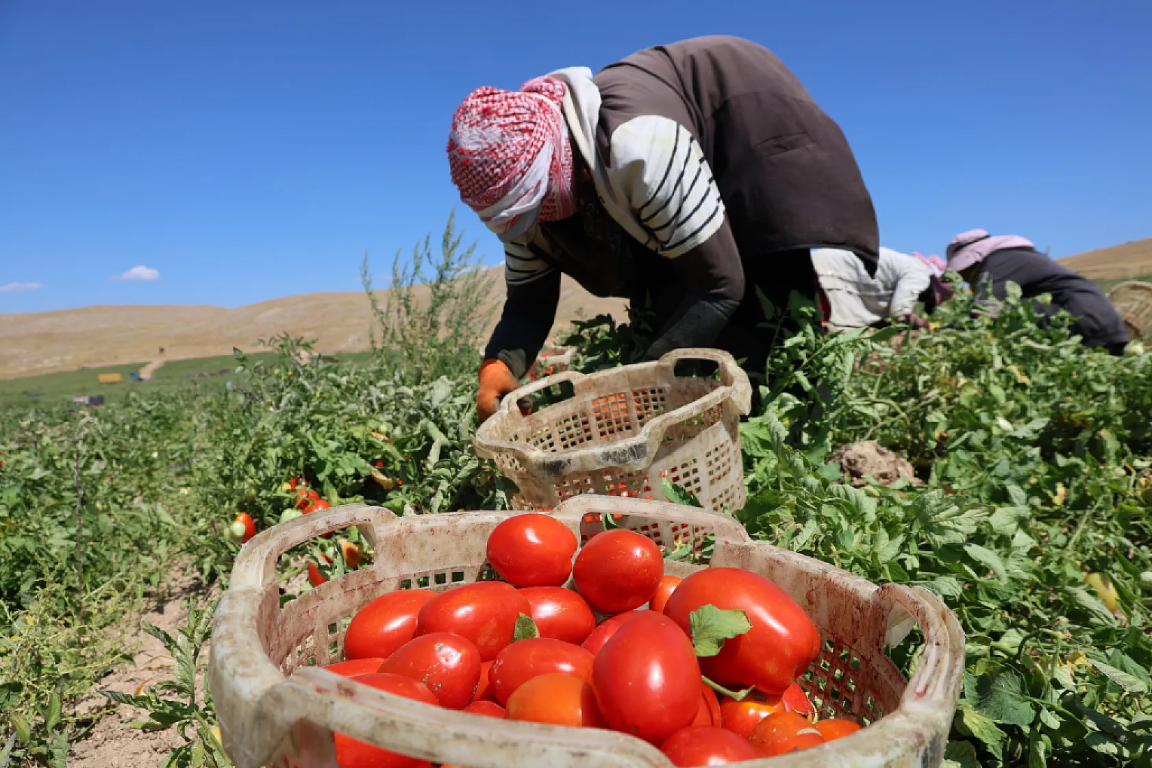Elazığ'da 7 bin dönümde domates hasadı sürüyor