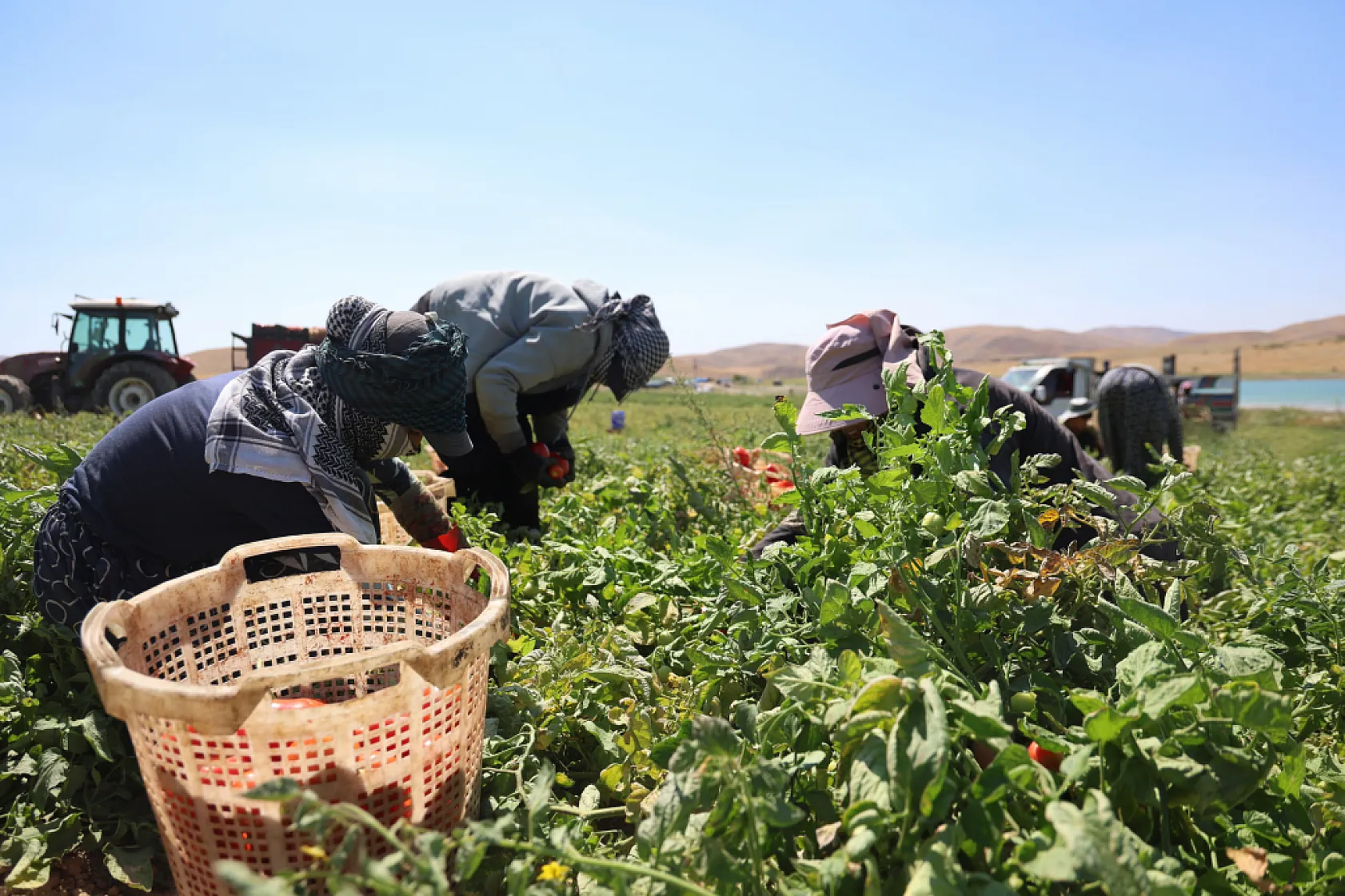 Elazığ'da 7 bin dönümde domates hasadı sürüyor