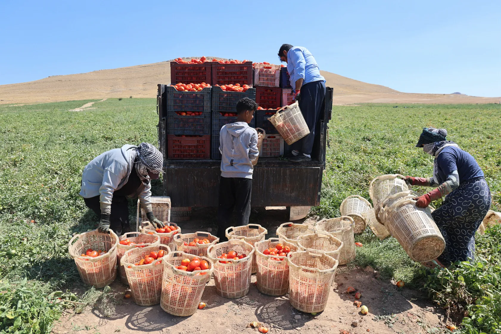 Elazığ'da 7 bin dönümde domates hasadı sürüyor