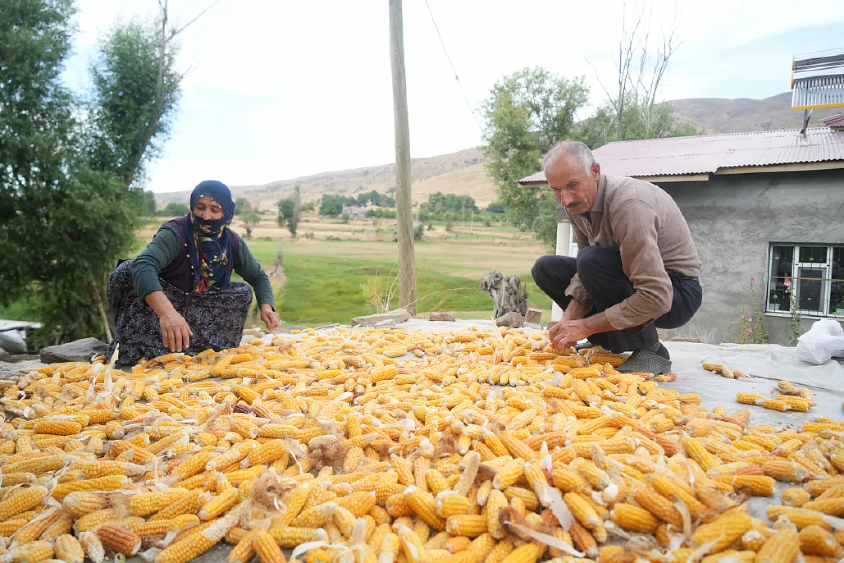 Muş'ta 3 nesildir sürdürülen mısır hasadı