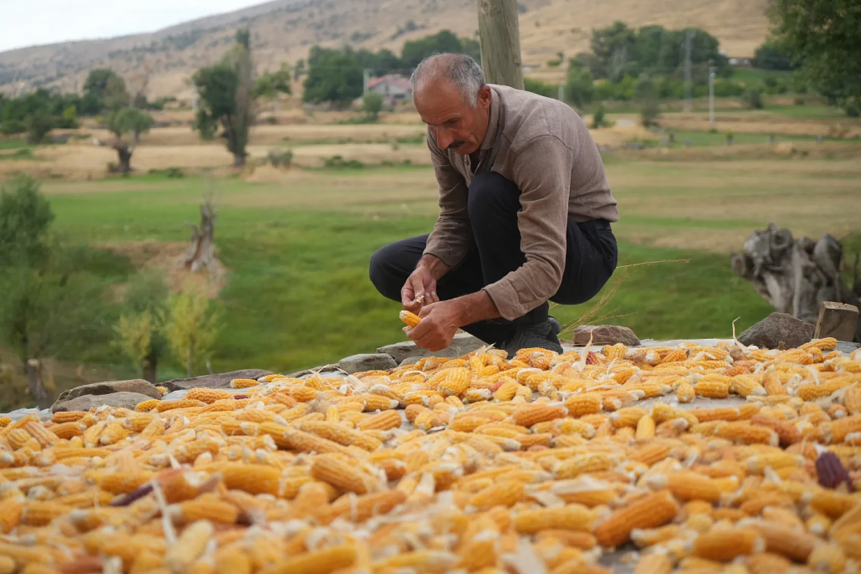 Muş'ta 3 nesildir sürdürülen mısır hasadı