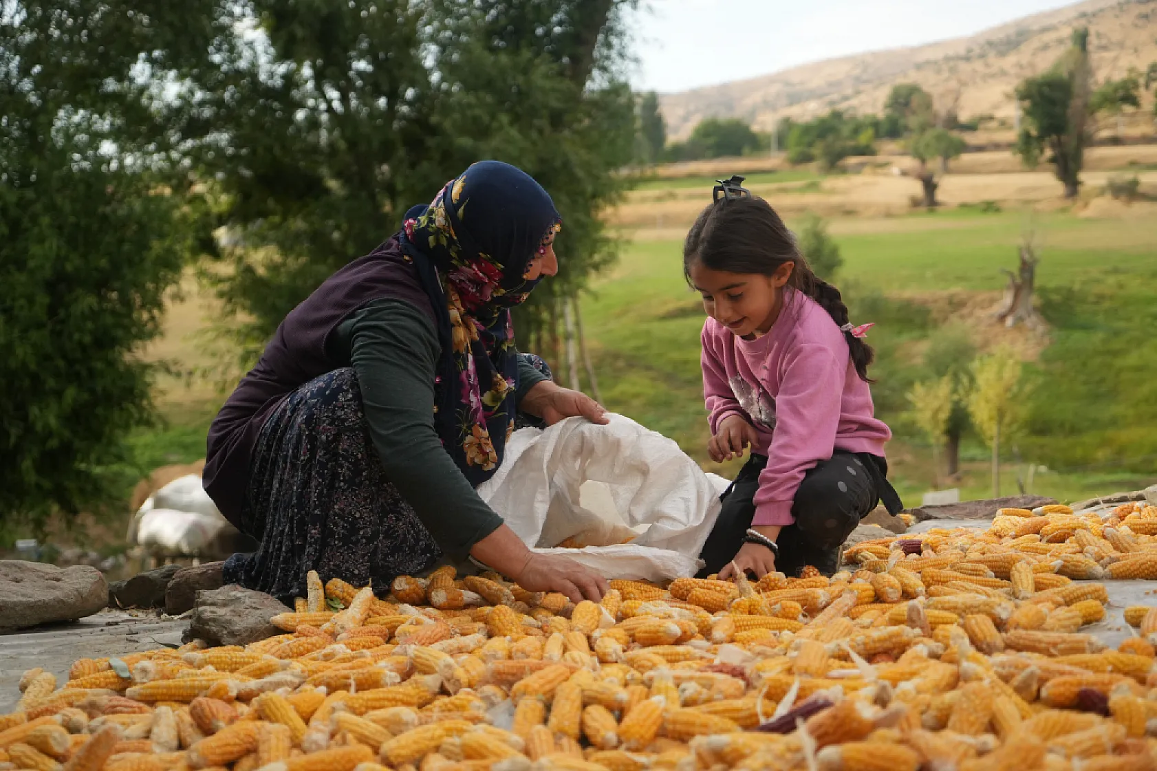Muş'ta 3 nesildir sürdürülen mısır hasadı