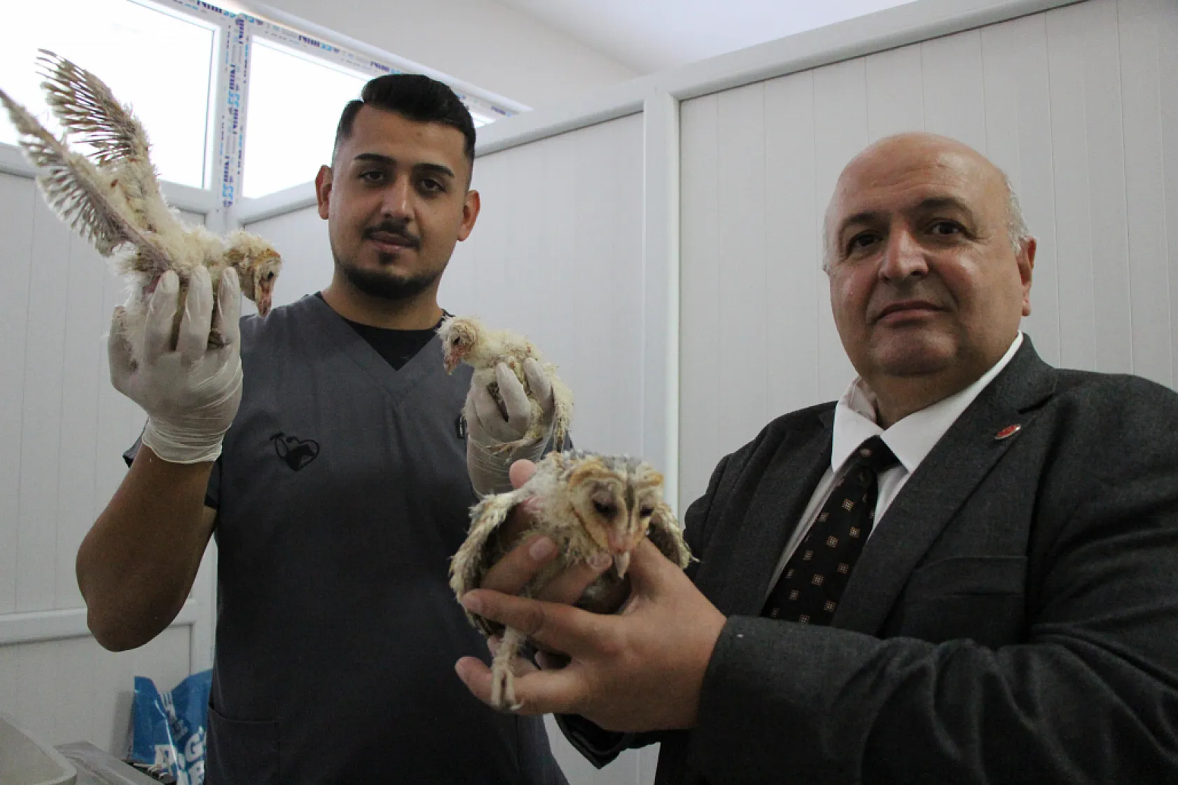 Baykuş yavruları barınağın maskotu oldu