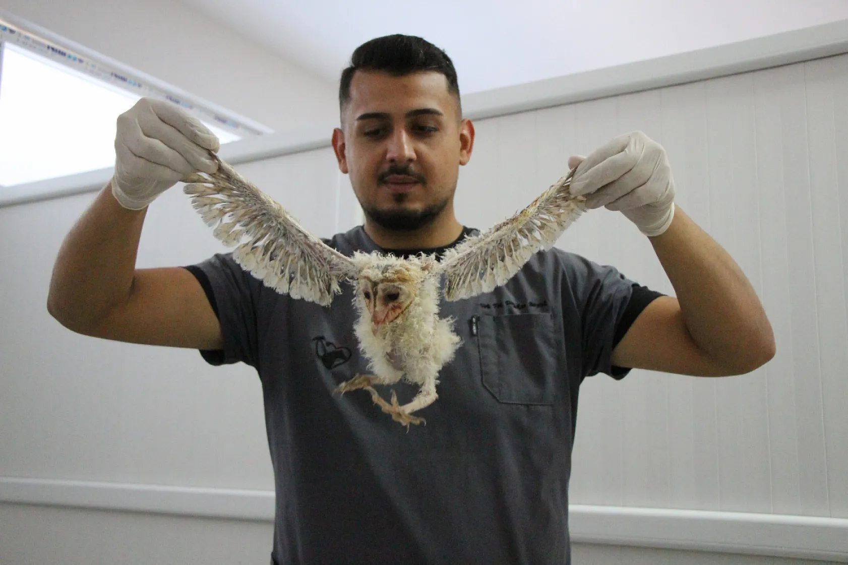 Baykuş yavruları barınağın maskotu oldu