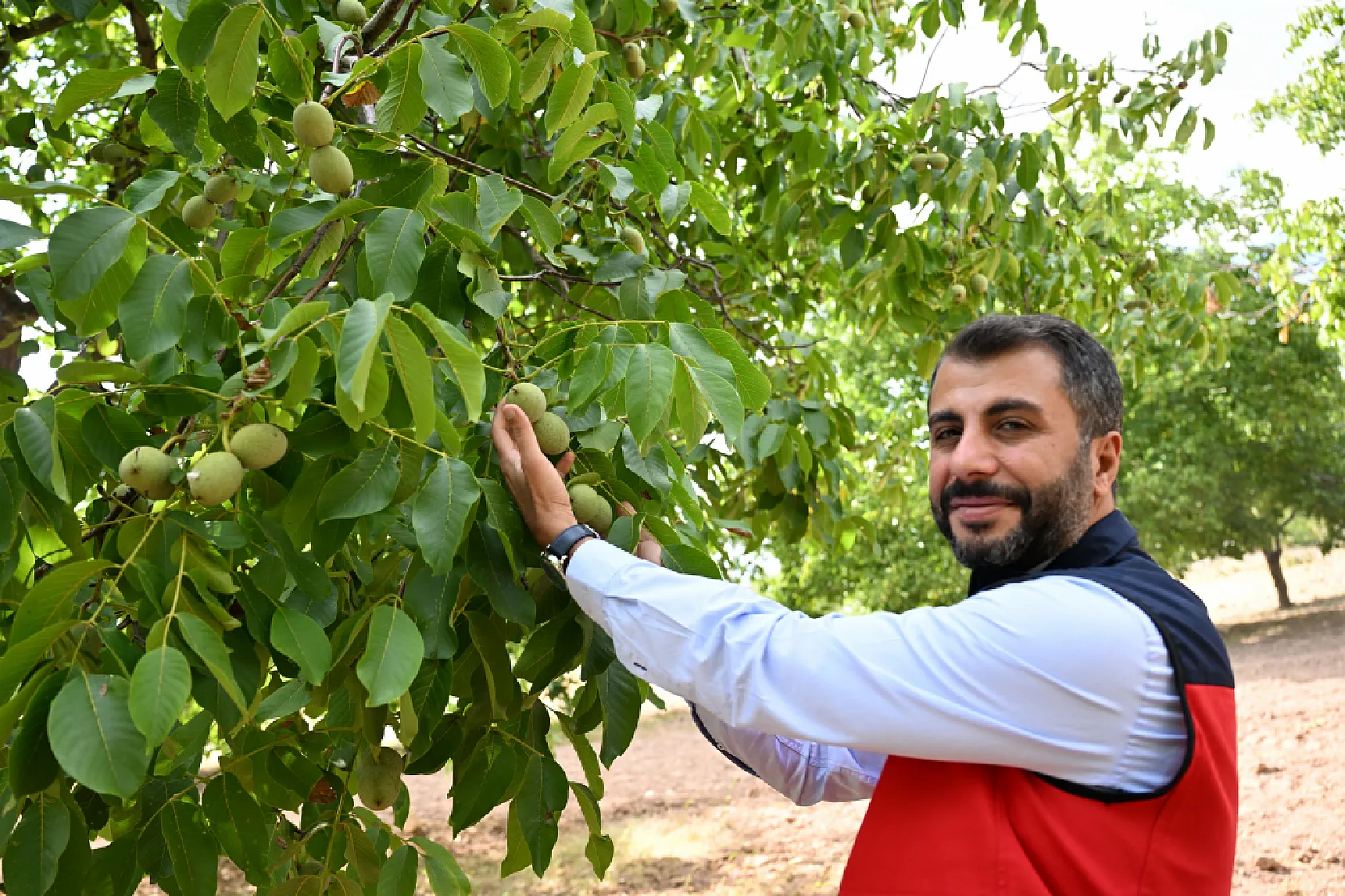 Avrupa Birliği tescilli cevizde hasat heyecanı başladı