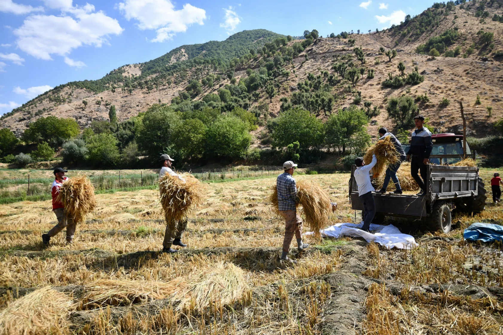Bitlis'te 250 yıllık çeltik geleneği