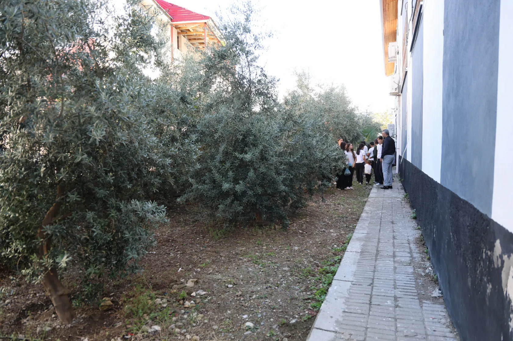 Diktikleri zeytinleri 8 yıl sonra hasat ettiler