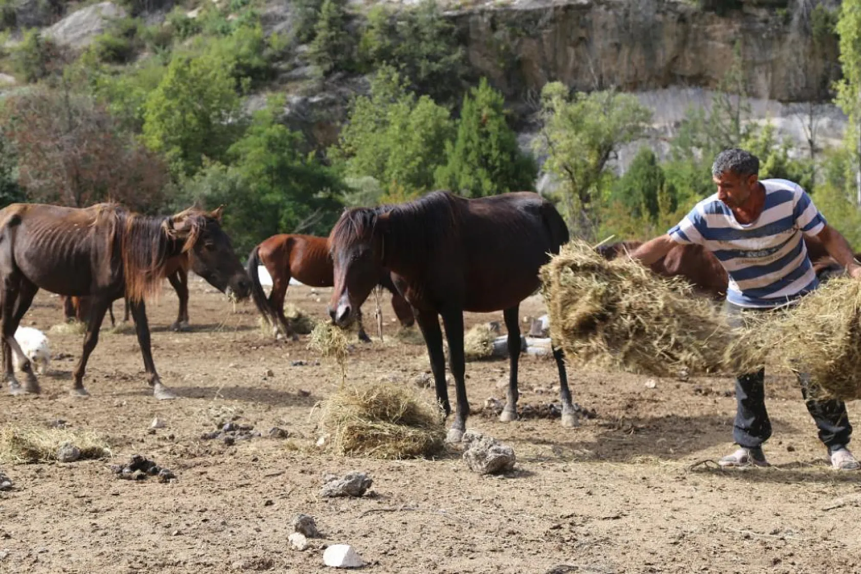 Kesime götürülürken terk edilmişlerdi! Artvin'de 5 yıldır hayvanlara yuva oluyor