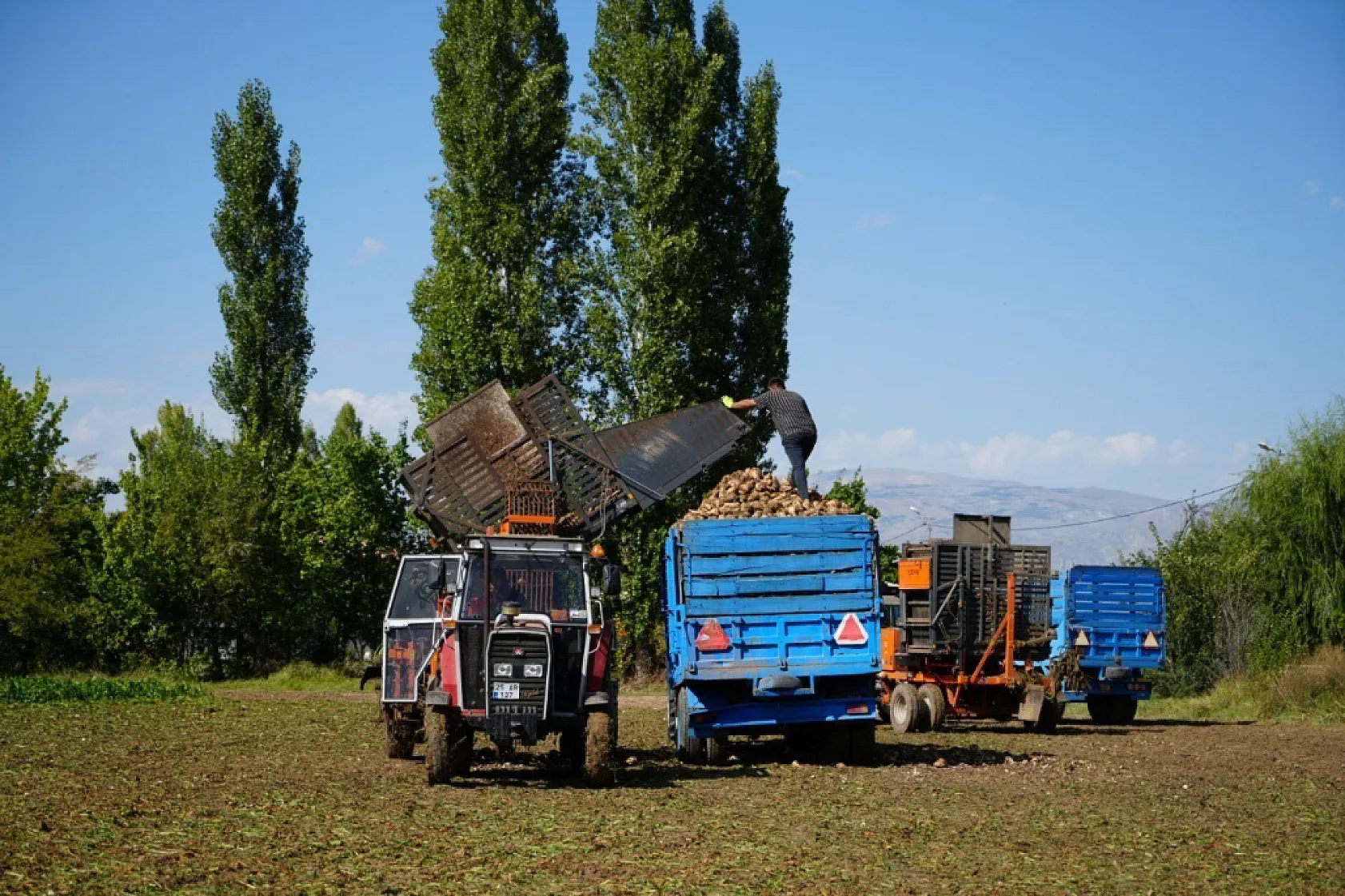 Erzincan'da şeker pancarı hasadı başladı