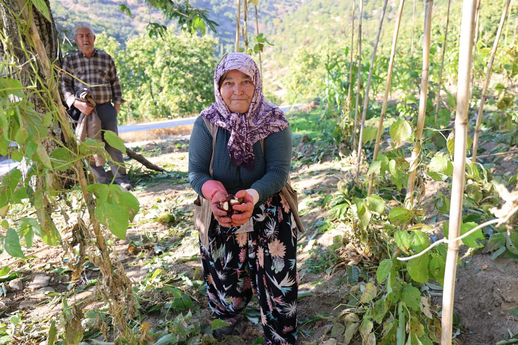 Aydın'da kestane hasadı başladı