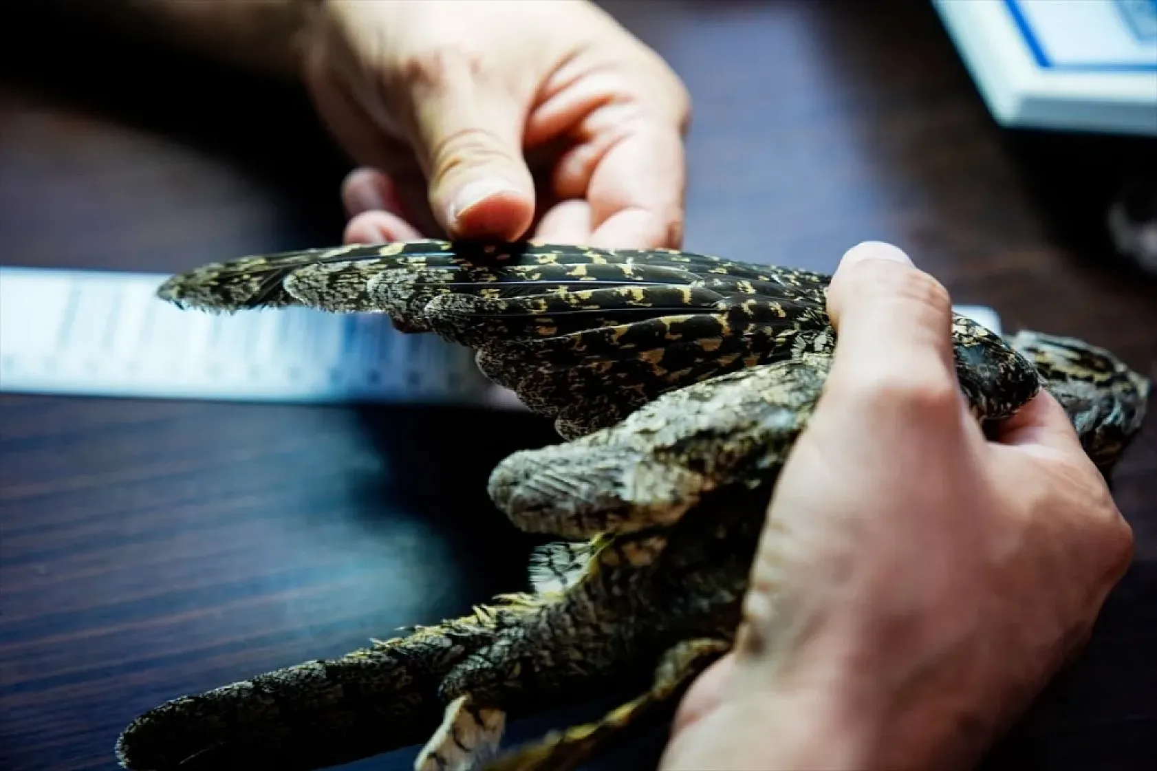 Göçmen kuşların gizemli yolculuğu