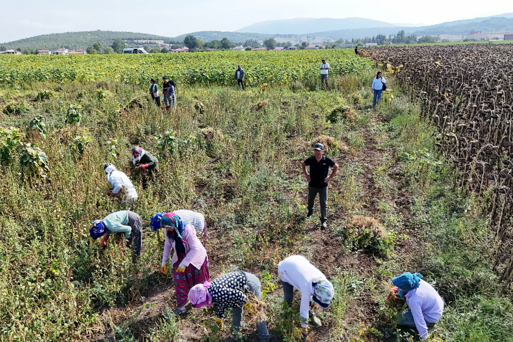 Büyükşehir Desteği ile Ladik Fasulyesinde Hasat Dönemi