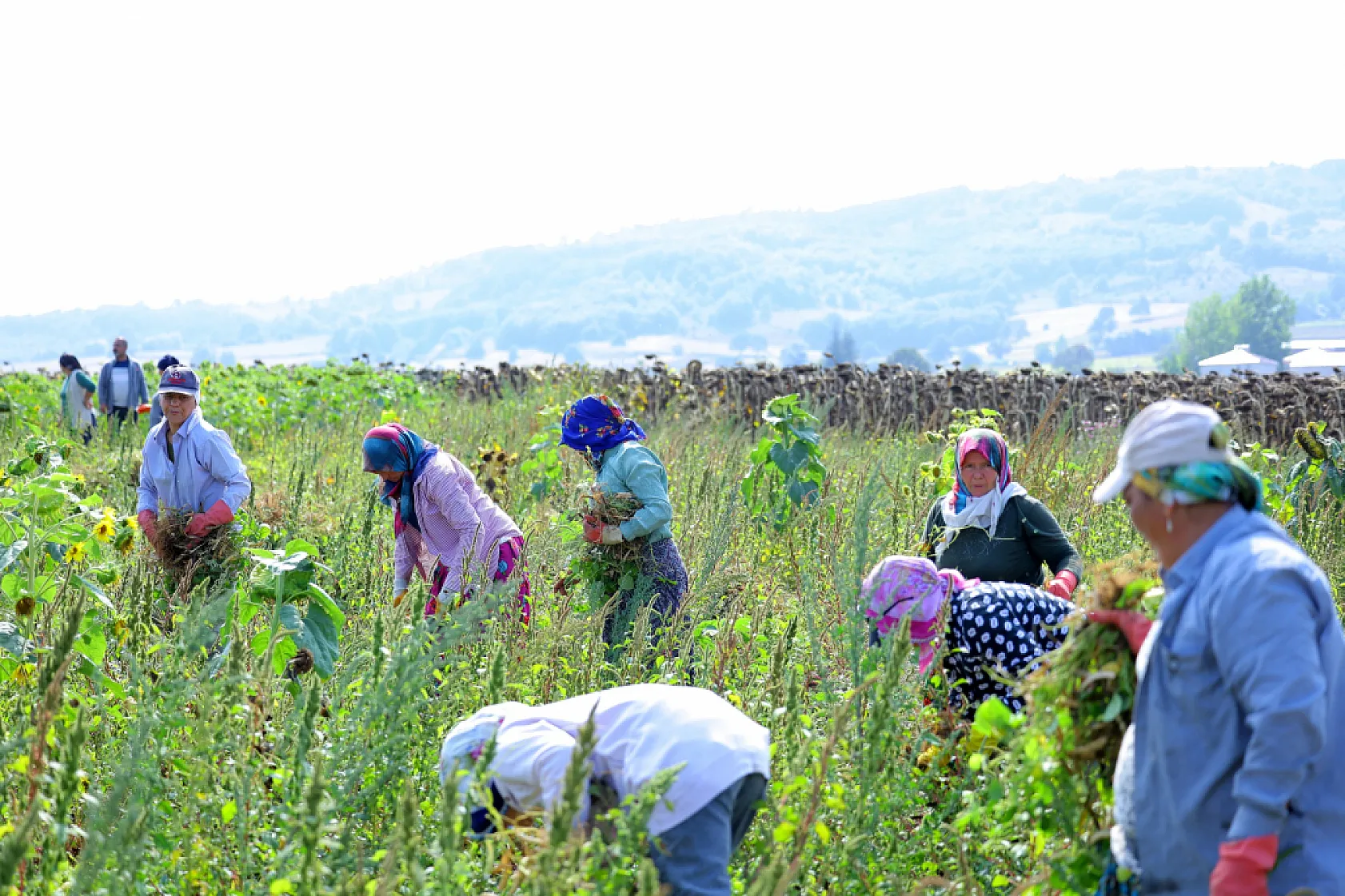Büyükşehir Desteği ile Ladik Fasulyesinde Hasat Dönemi