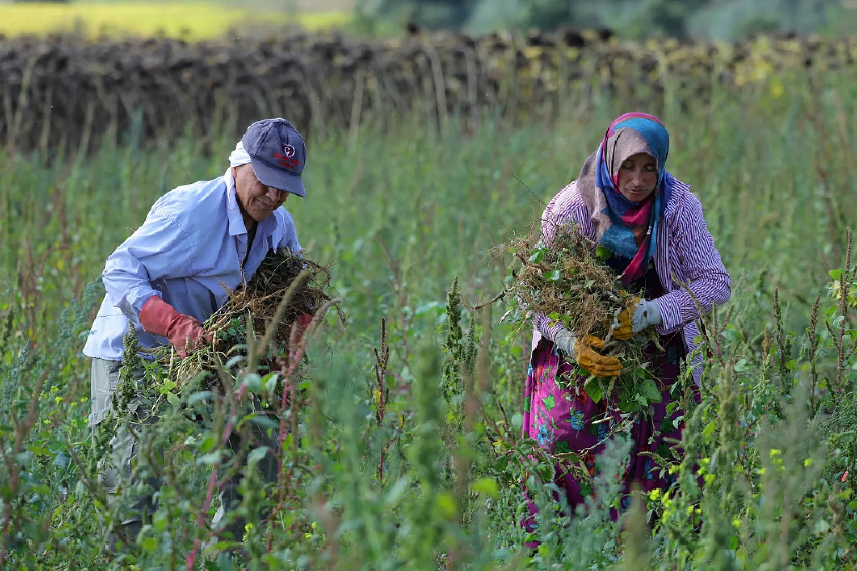 Büyükşehir Desteği ile Ladik Fasulyesinde Hasat Dönemi