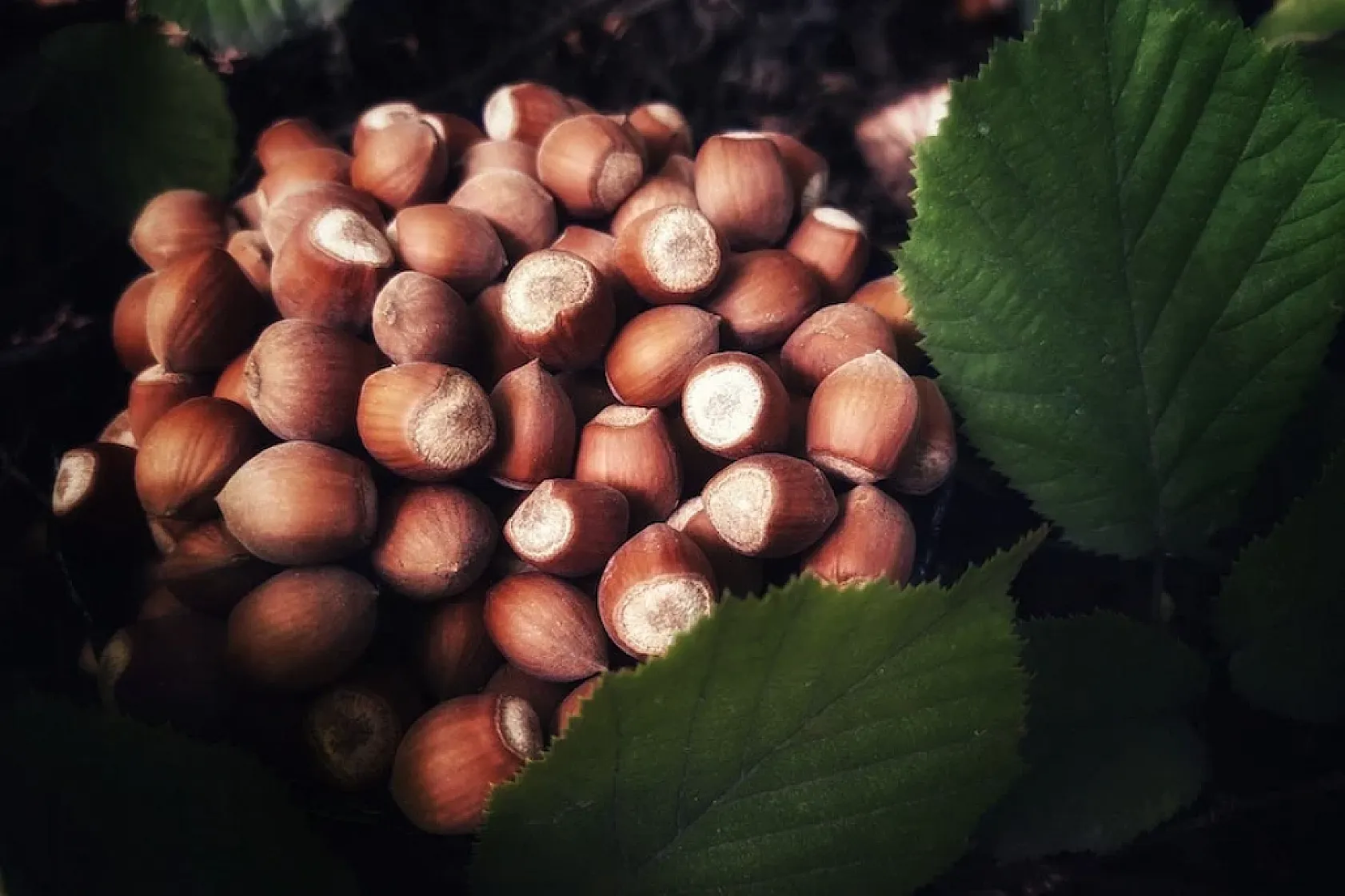 Karadeniz'in Altını yükselişe geçer mi? Fındıkta rakamlar yüz güldürmüyor!