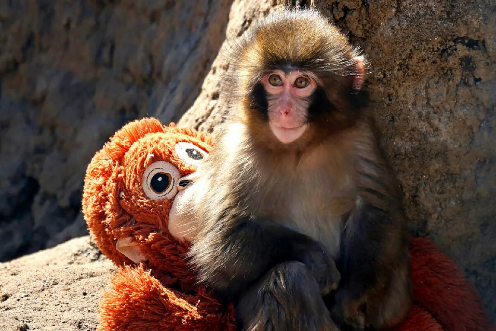 Google'da Punch the Monkey sürprizi!