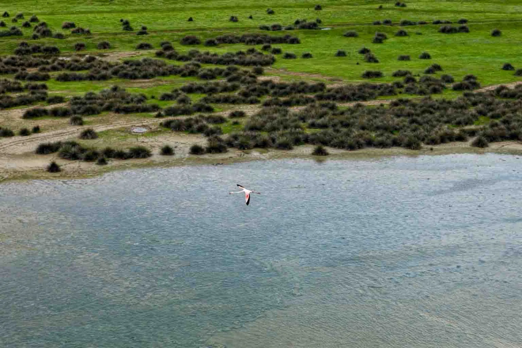 Kızılırmak deltası kuş cenneti'nde bahar coşkusu