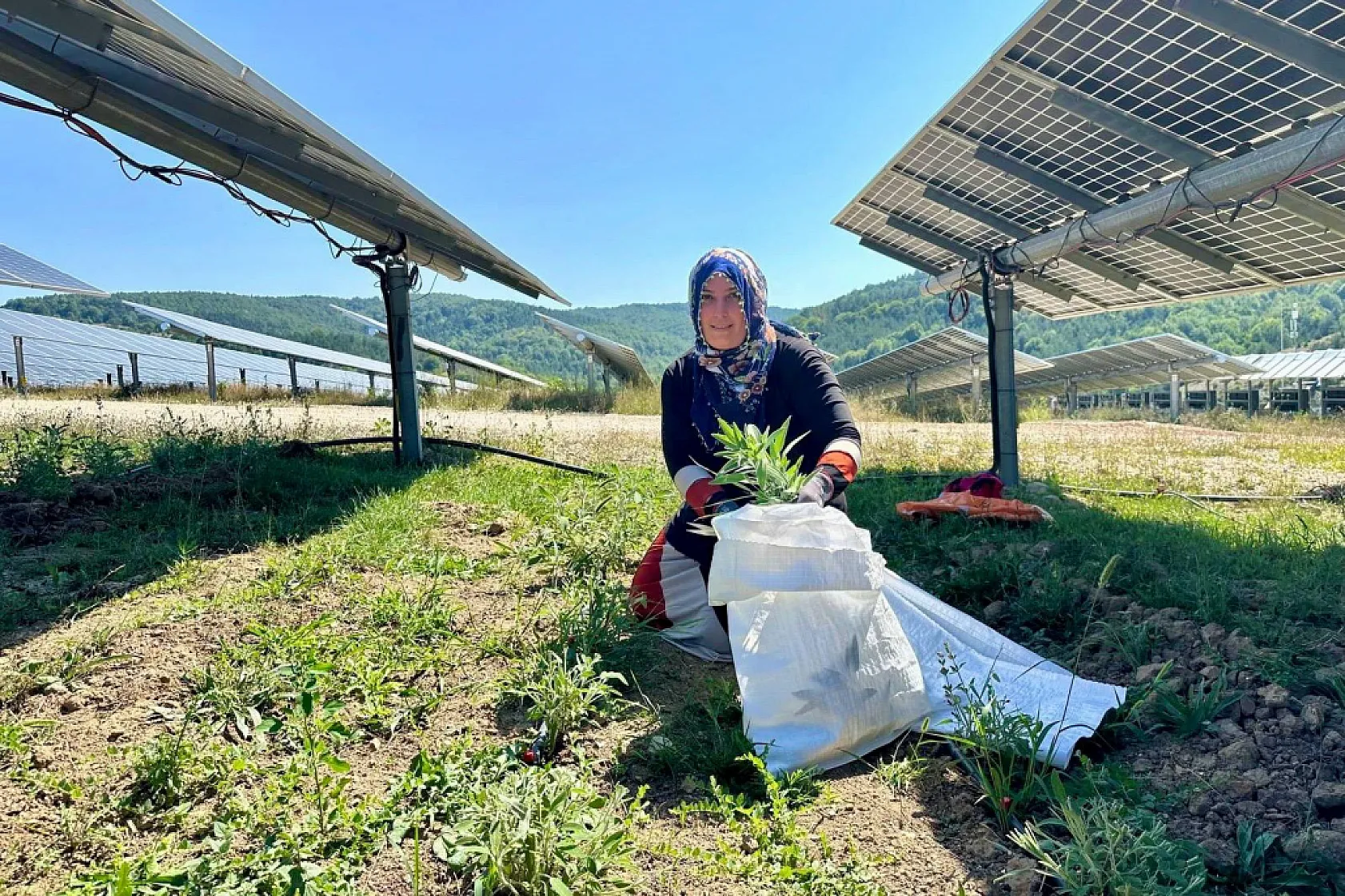 Ladik Ges'te Agrivoltaik Tarımda Hasat Zamanı