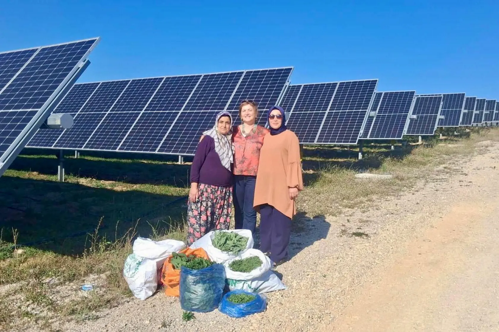 Ladik Ges'te Agrivoltaik Tarımda Hasat Zamanı