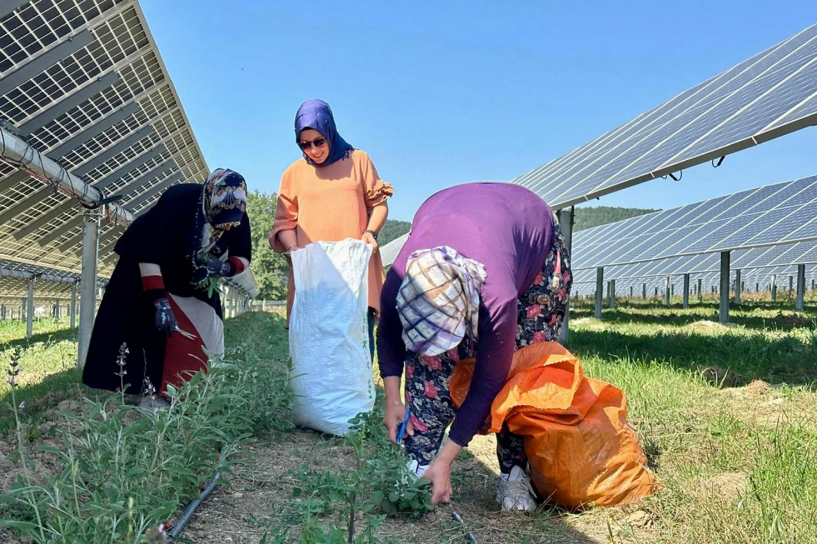 Ladik Ges'te Agrivoltaik Tarımda Hasat Zamanı