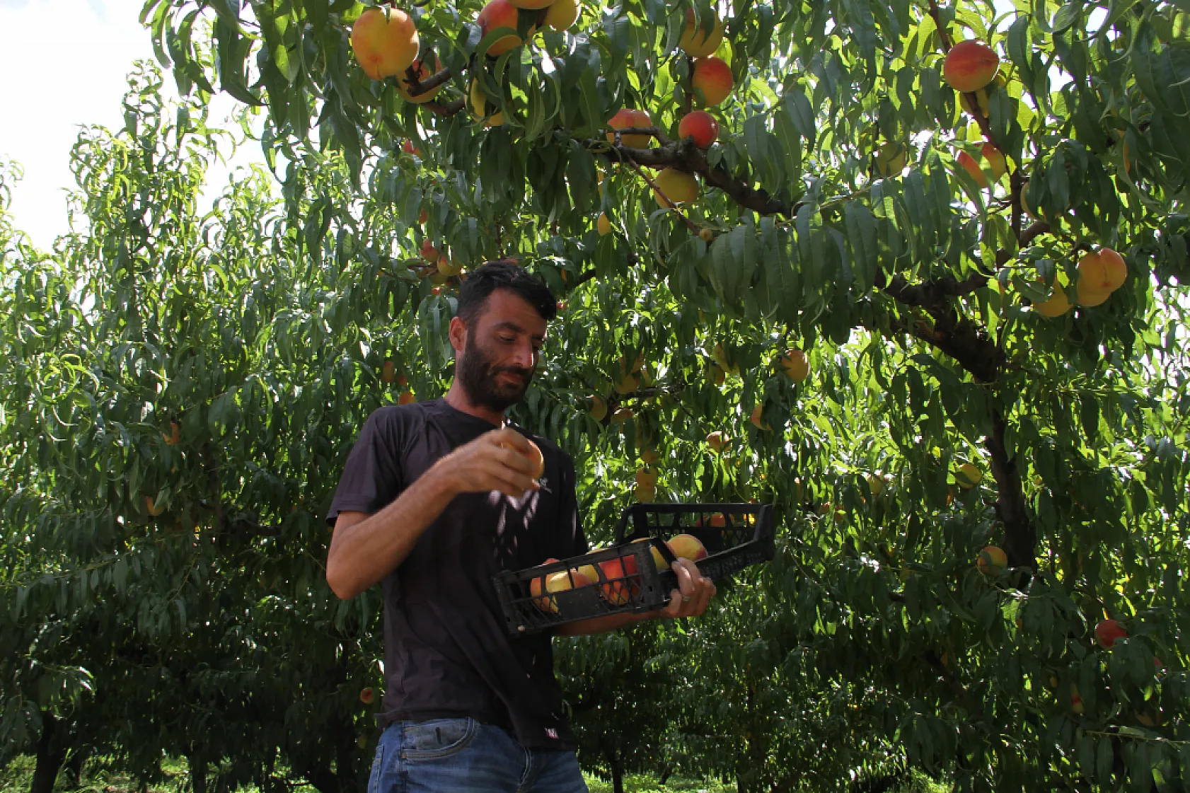 Sezonun Son Şeftalileri Dalından Sepete