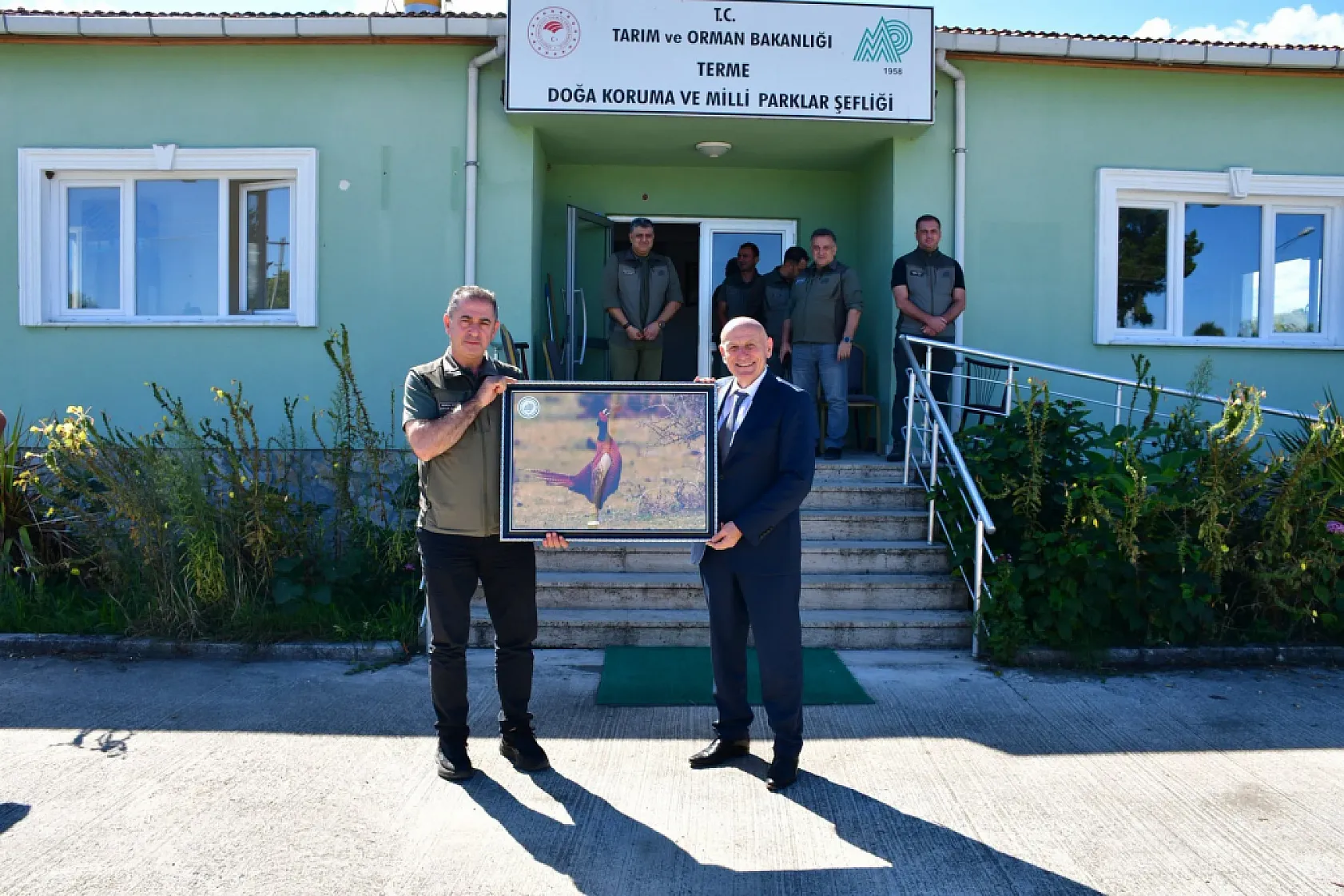 Terme'nin Doğal simgesi Sülün, yeniden doğayla buluştu