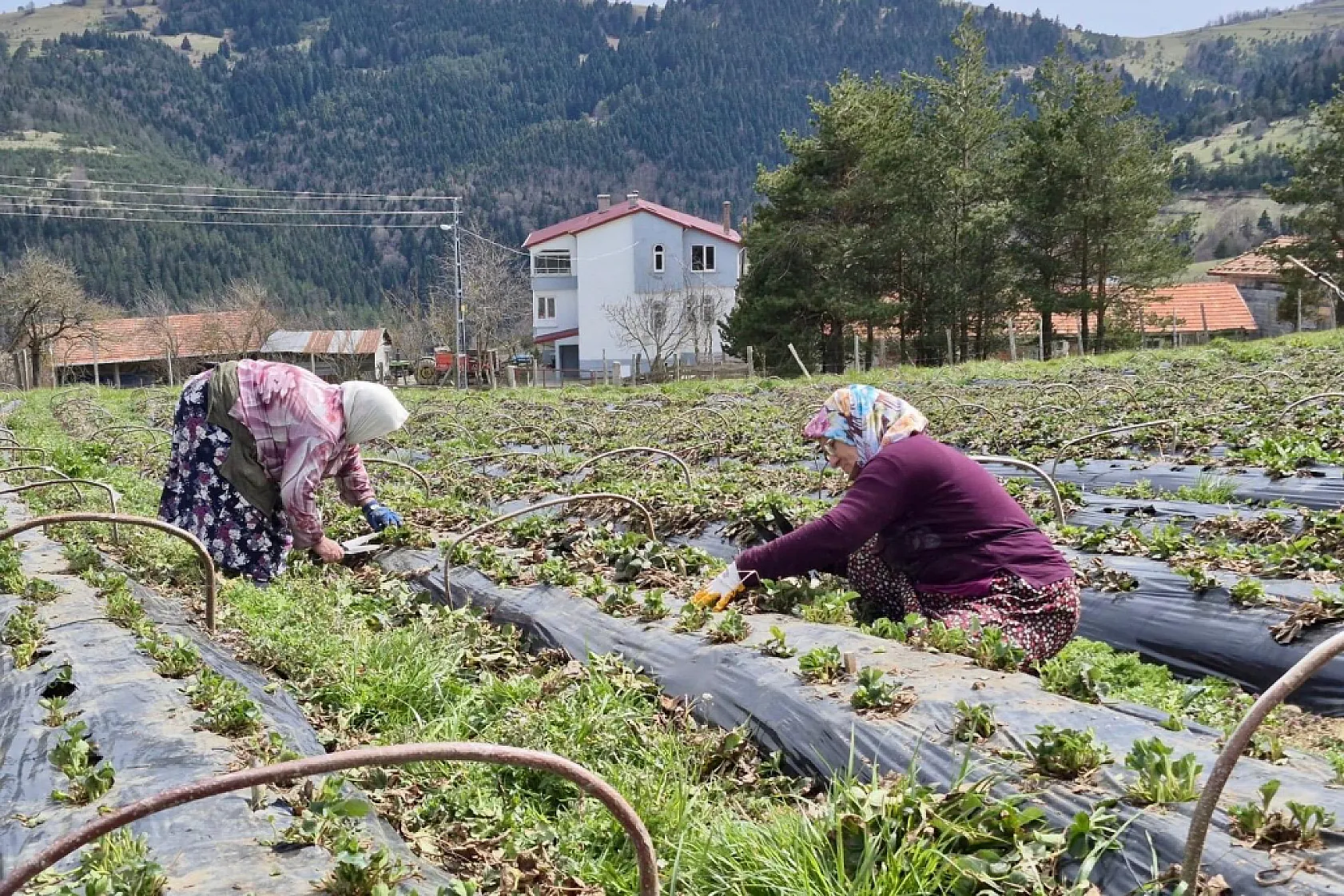 Samsun'da 14 bin üreticiye tarımsal destek