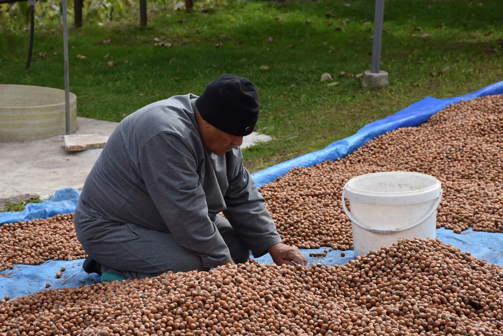 Sakarya'nın yüksek kesimlerinde fındık mesaisi sürüyor