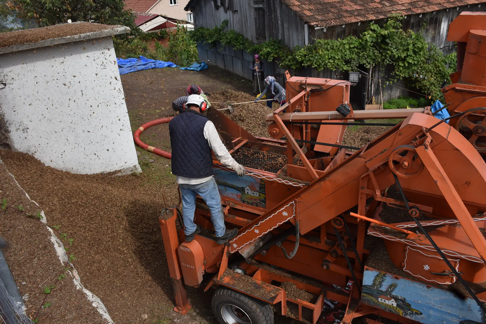Sakarya'nın yüksek kesimlerinde fındık mesaisi sürüyor