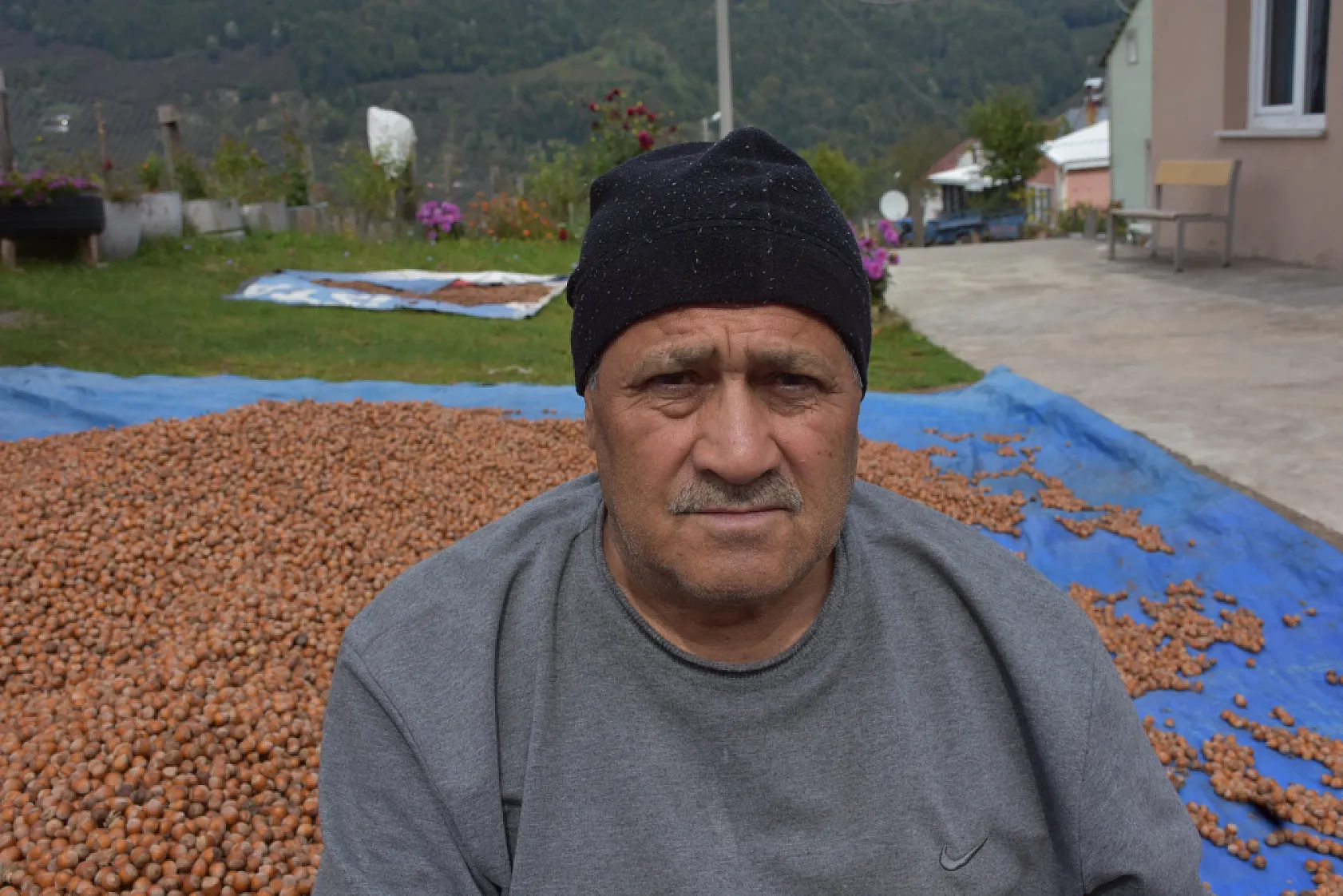 Sakarya'nın yüksek kesimlerinde fındık mesaisi sürüyor