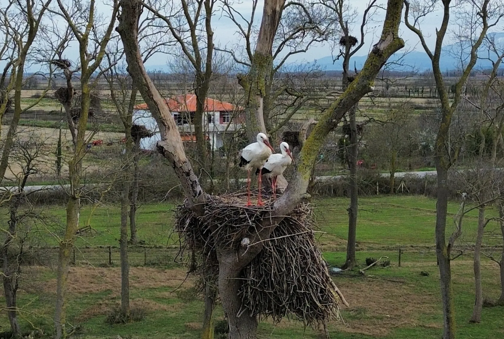 Kızılırmak Deltası Kuş Cenneti'nde leylek hareketliliği başladı