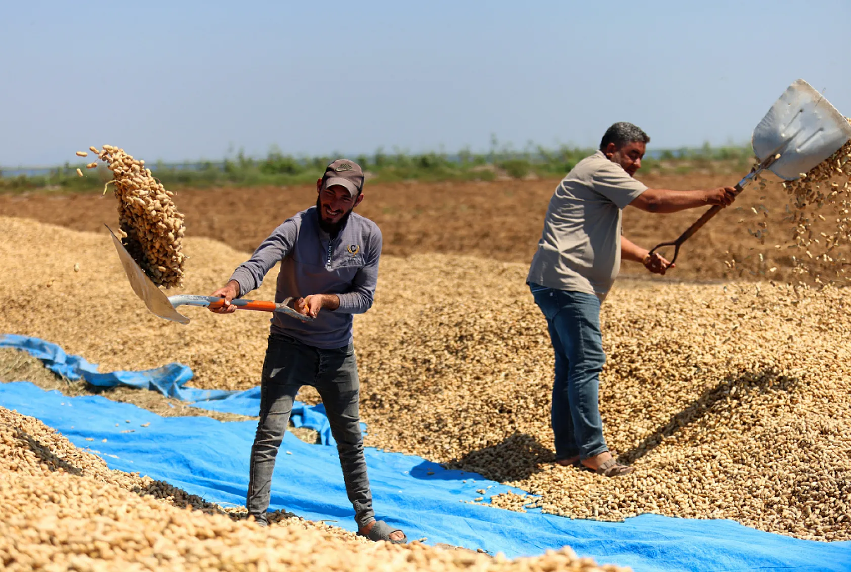 Adana'da yer fıstığında hasat başladı