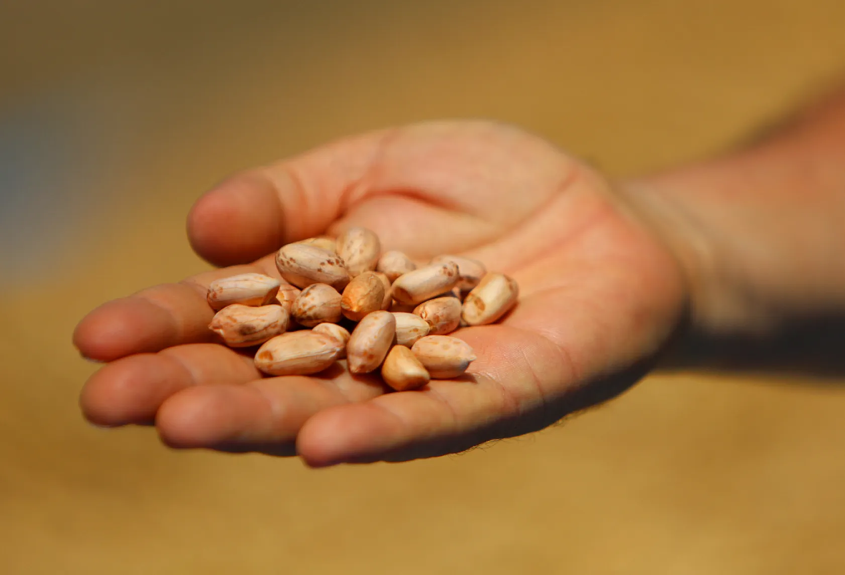 Adana'da yer fıstığında hasat başladı