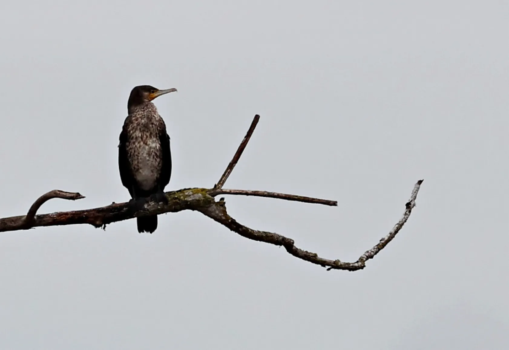 Kızılırmak Deltası Zengin Biyoçeşitliliğiyle Dikkat Çekiyor