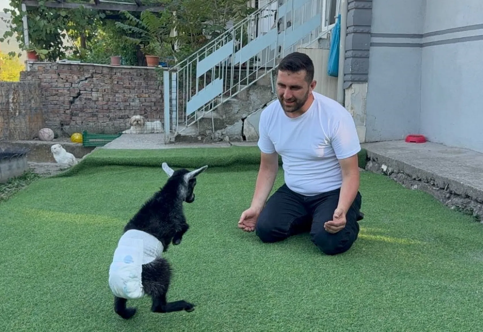 Yem almaya gittiler, engelli keçiyi sahiplendiler