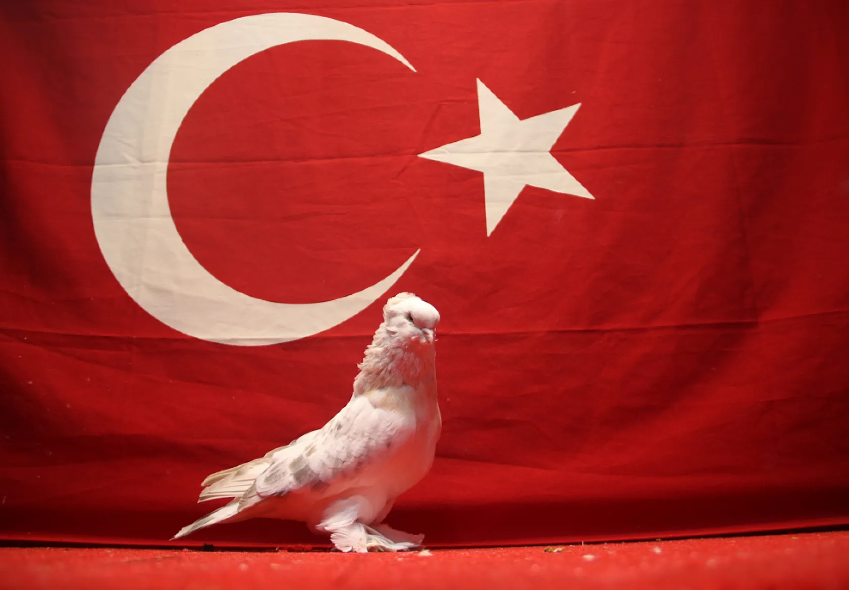 800 bin liralık güvercinlerine özel koruma