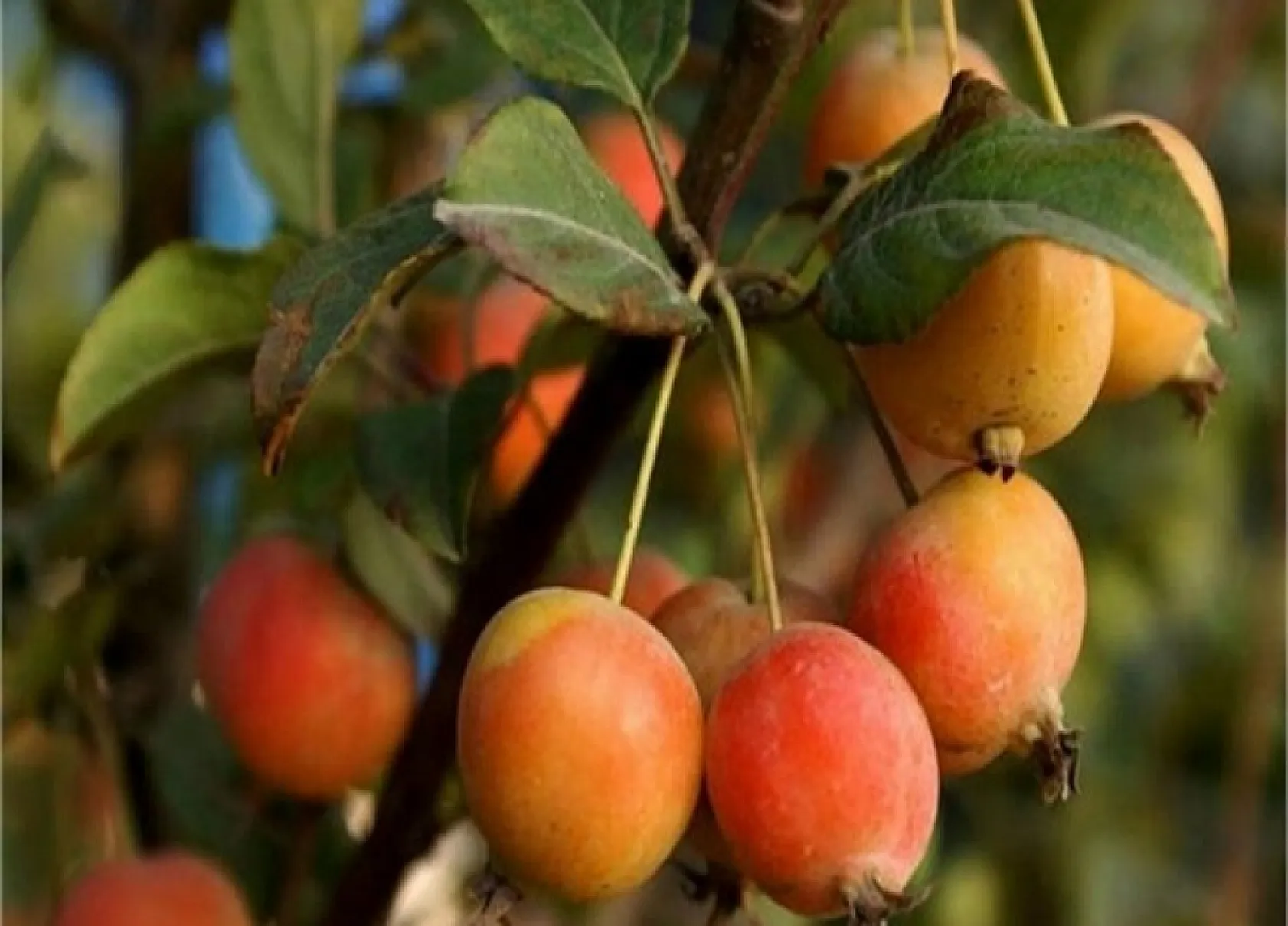 Tıbbi ve aromatik ürünler orman köylüsüne ek gelir sağlıyor