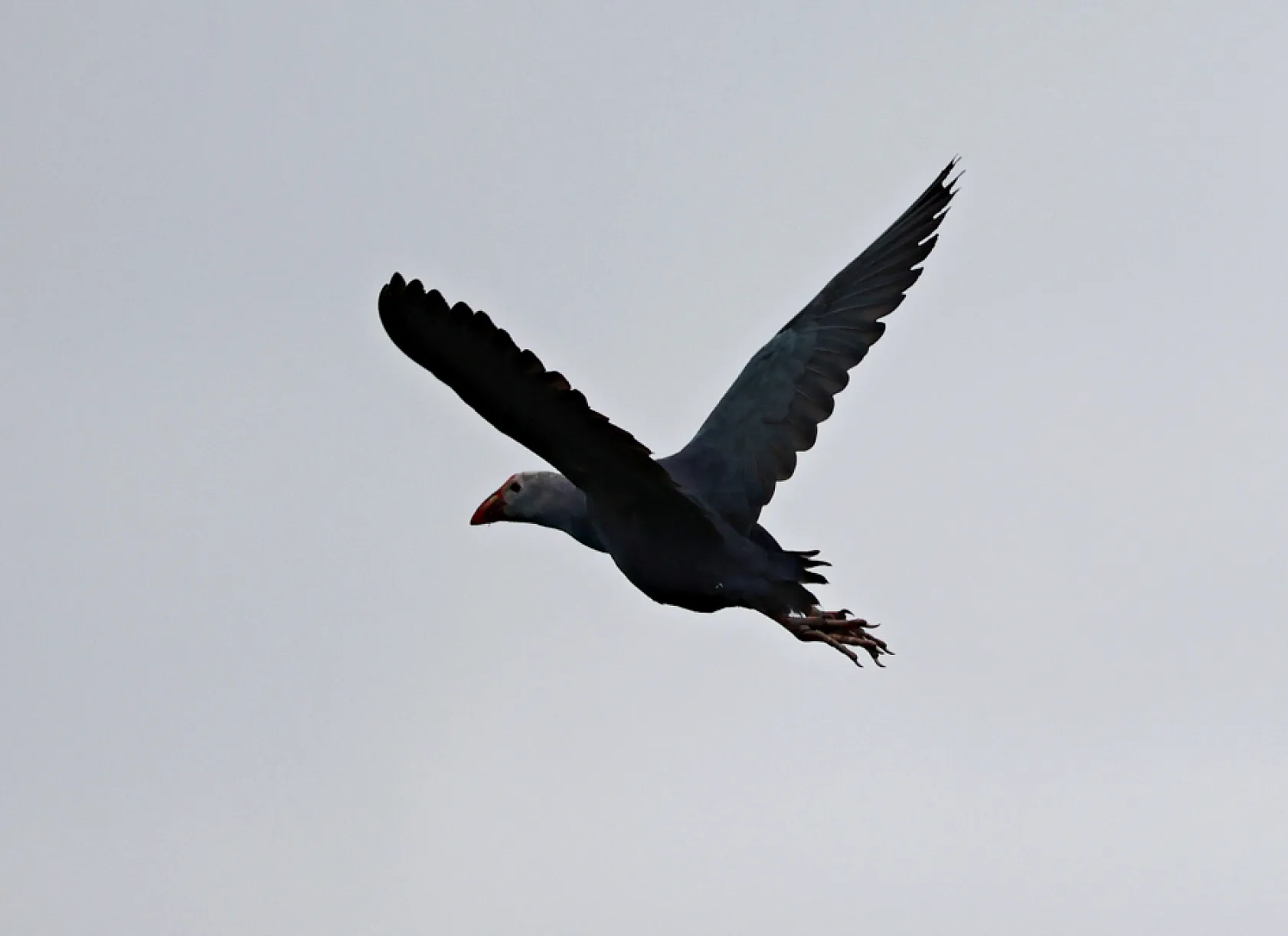 Kızılırmak Deltası Zengin Biyoçeşitliliğiyle Dikkat Çekiyor